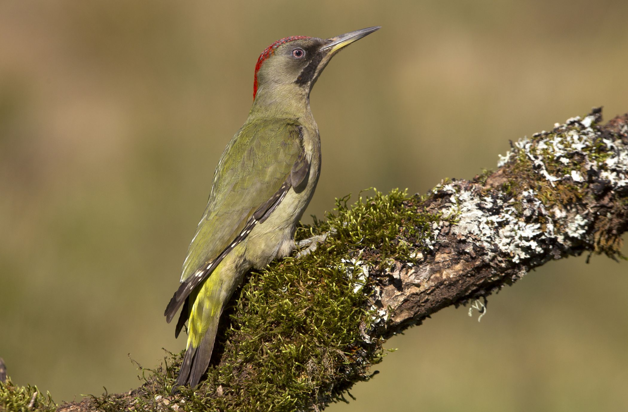 Vihertikka