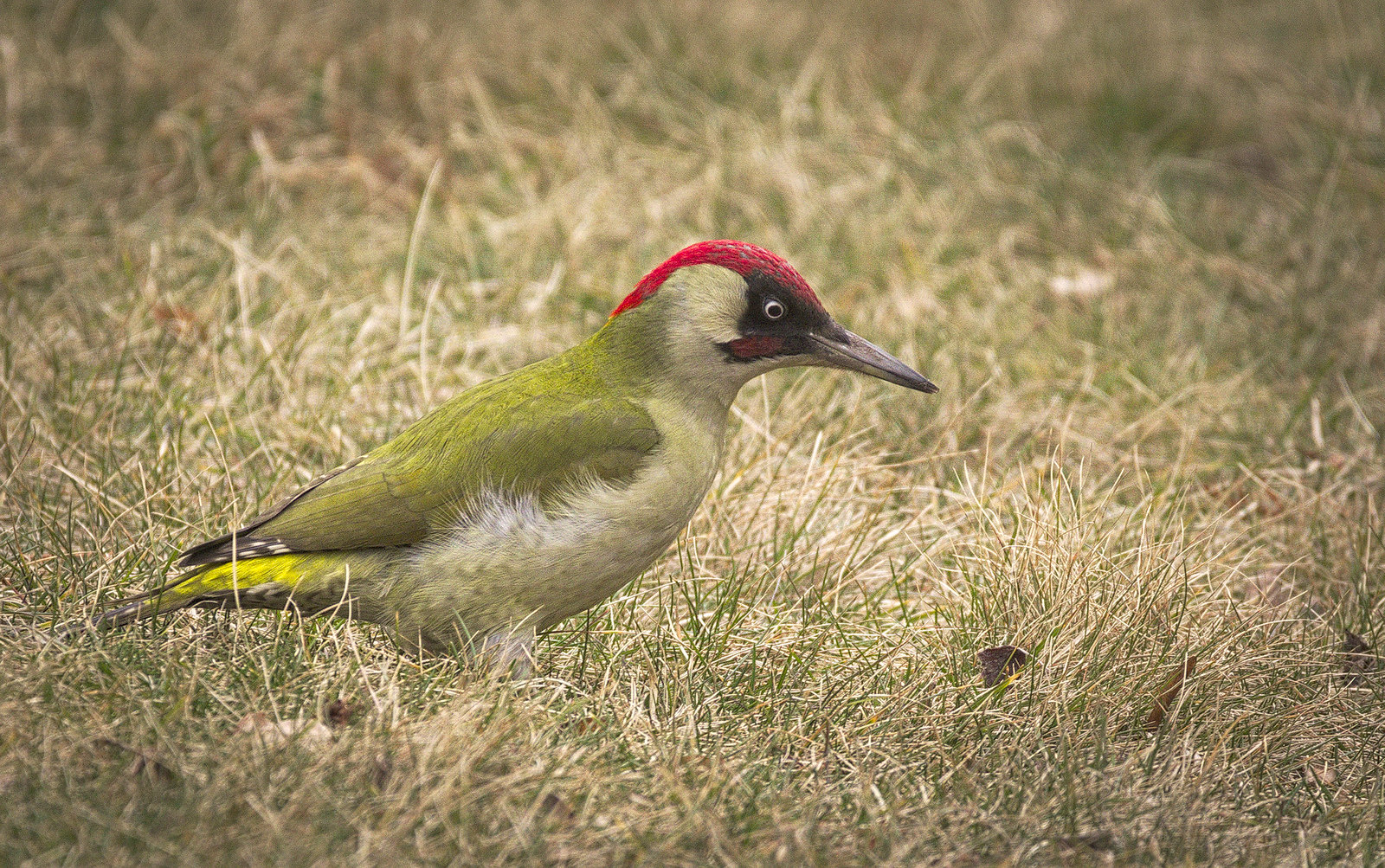 Vihertikka