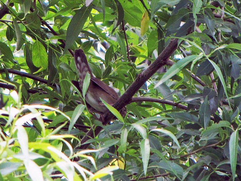 Viitasirkkalintu